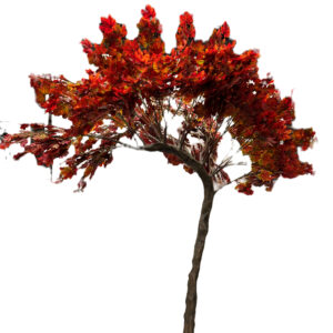 Canopy Tree Autumn