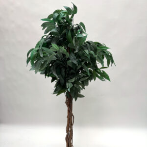 Mango Tree
