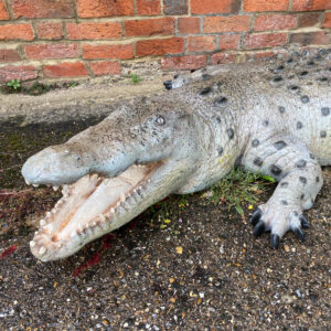 Crocodile