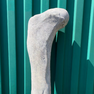 Dinosaur Bone