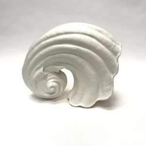 Giant Cornucopia Shell